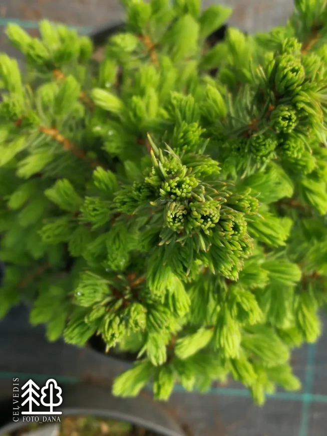 Picea glauca   'Conica'